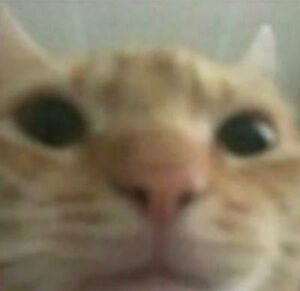 Meet your Posher, Lits